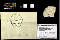 Foto (Objekt + Etiketten) von Goniodromites bidentatus (Reuss, 1859) 